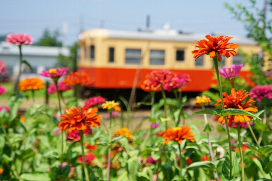 小湊鉄道、いすみ鉄道と夏の花_b0192470_22074600.jpg