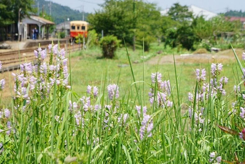 小湊鉄道、いすみ鉄道と夏の花_b0192470_22075123.jpg