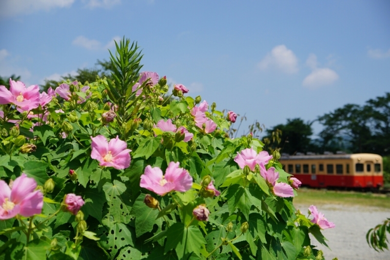 小湊鉄道、いすみ鉄道と夏の花_b0192470_22075629.jpg