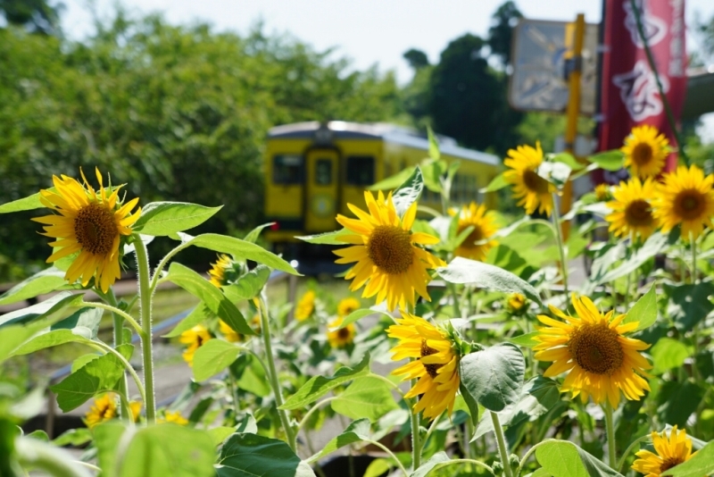 小湊鉄道、いすみ鉄道と夏の花_b0192470_22075922.jpg