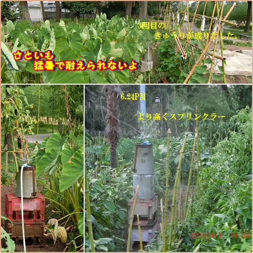 d0007071_4125955.jpg