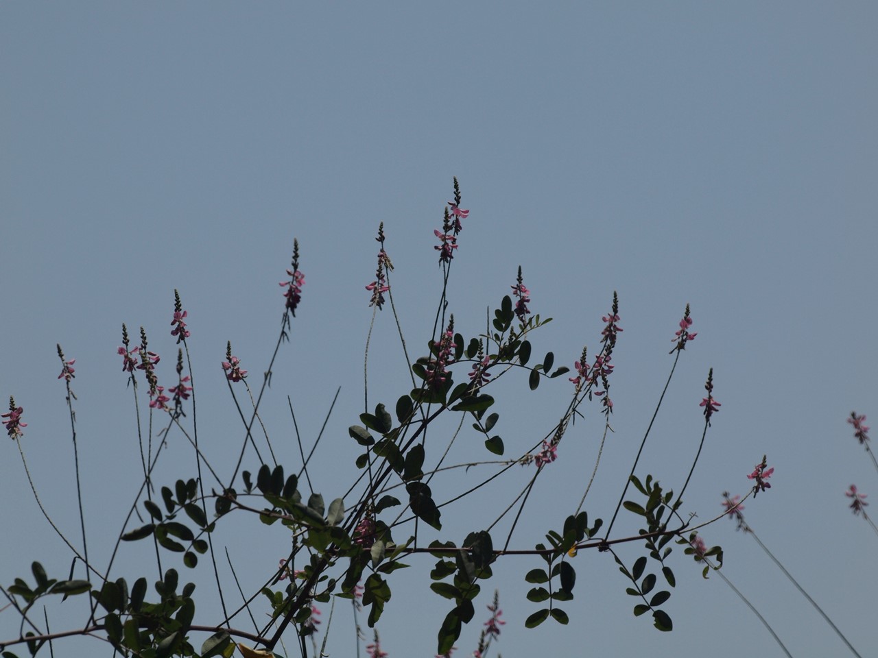 d0054276_20443617.jpg