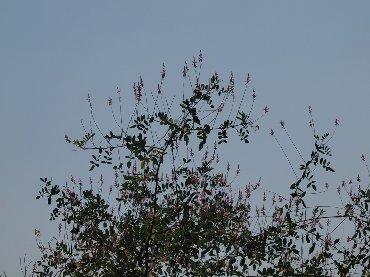 d0054276_20445987.jpg