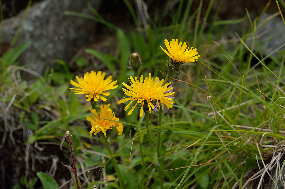 ニペソツ山　幻の花（2015/8/2）後編_f0109977_01593817.jpg