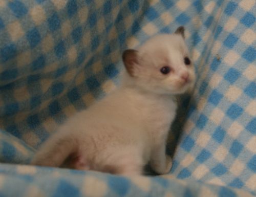 ラグドール子猫　７月１６日生まれ_e0033609_1202514.jpg