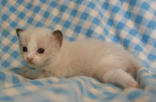 ラグドール子猫　７月１６日生まれ_e0033609_120952.jpg