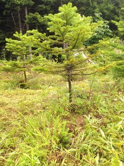 平成27年7月18日（土）　支笏湖復興の森　天候：曇り　参加：8名_c0173813_10374286.jpg