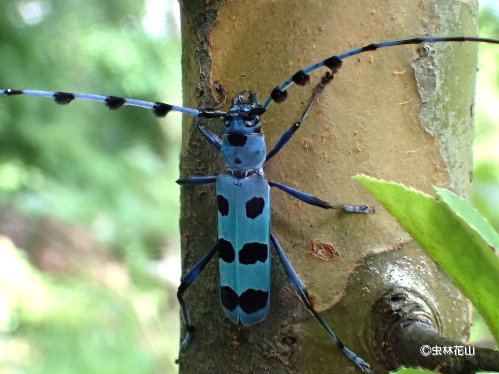 ルリボシカミキリの青とダイコクコガネの角に魅せられて Nature Diary ルリボシカミキリの青とダイコクコガネの角に魅せられて Nature Diary