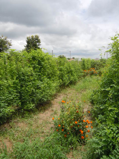 e0268325_21552110.jpg