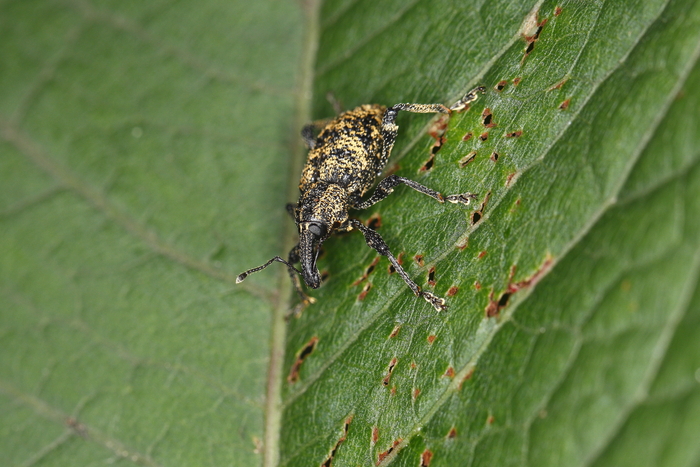 Japanese Weevil Data Base - Search