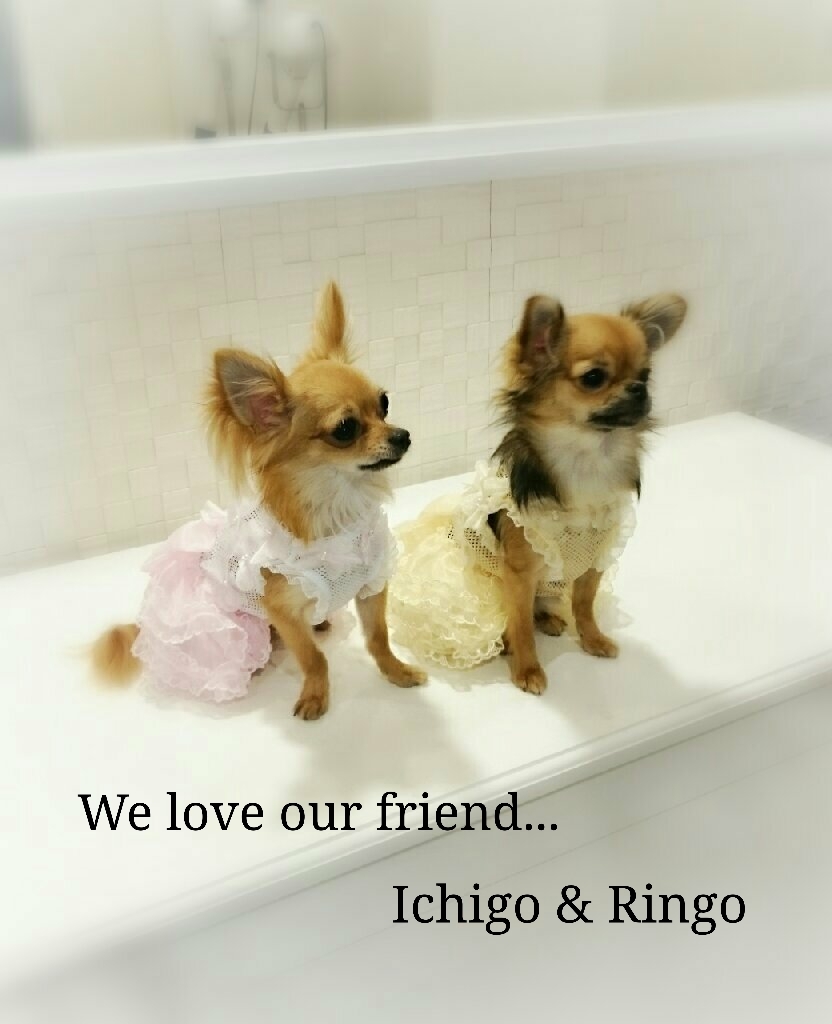 Ichigo & Ringo × BUL Bu-Bu_c0164530_14432938.jpg