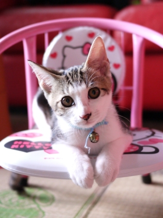猫のお留守番 ラッキーくん編。_a0143140_22273058.jpg