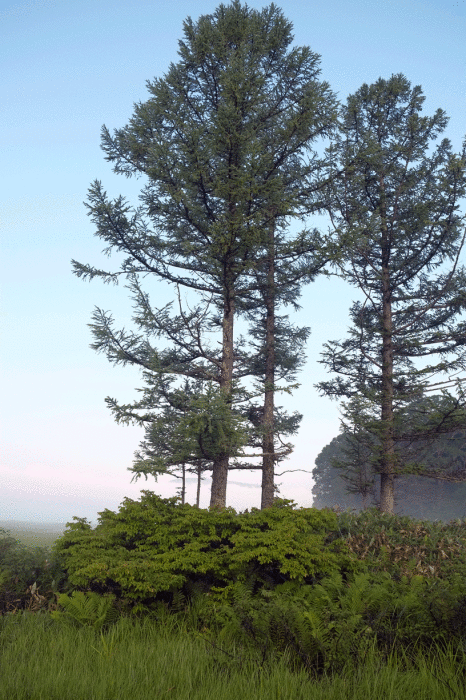 d0237340_15353957.gif