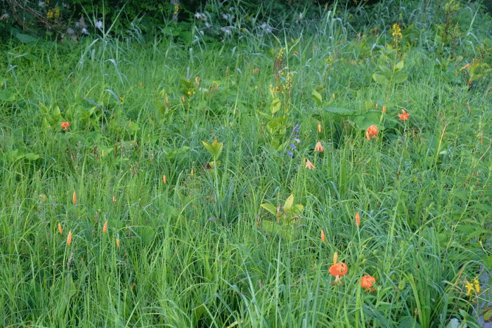 d0237340_15414923.gif