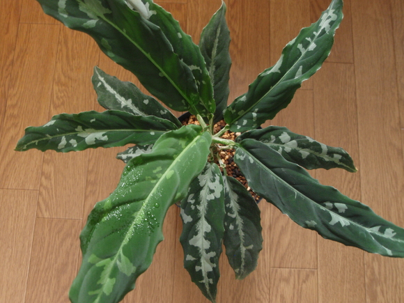 Aglaonema pictum Stiria+1 LA1113-3ss LA便 Aglaonema pictum