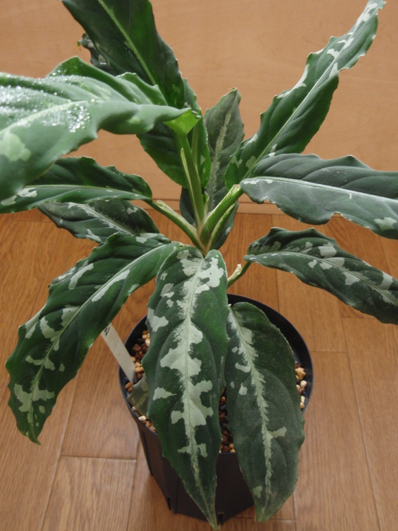 Aglaonema Pictum Argentum “Stiria+1” [LA1113-3ss] ③-1 : AC外伝