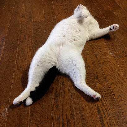今日の行き倒れ ぶつぶつ独り言2 うちの猫ら21 今日の行き倒れ ぶつぶつ独り言2 うちの猫ら21