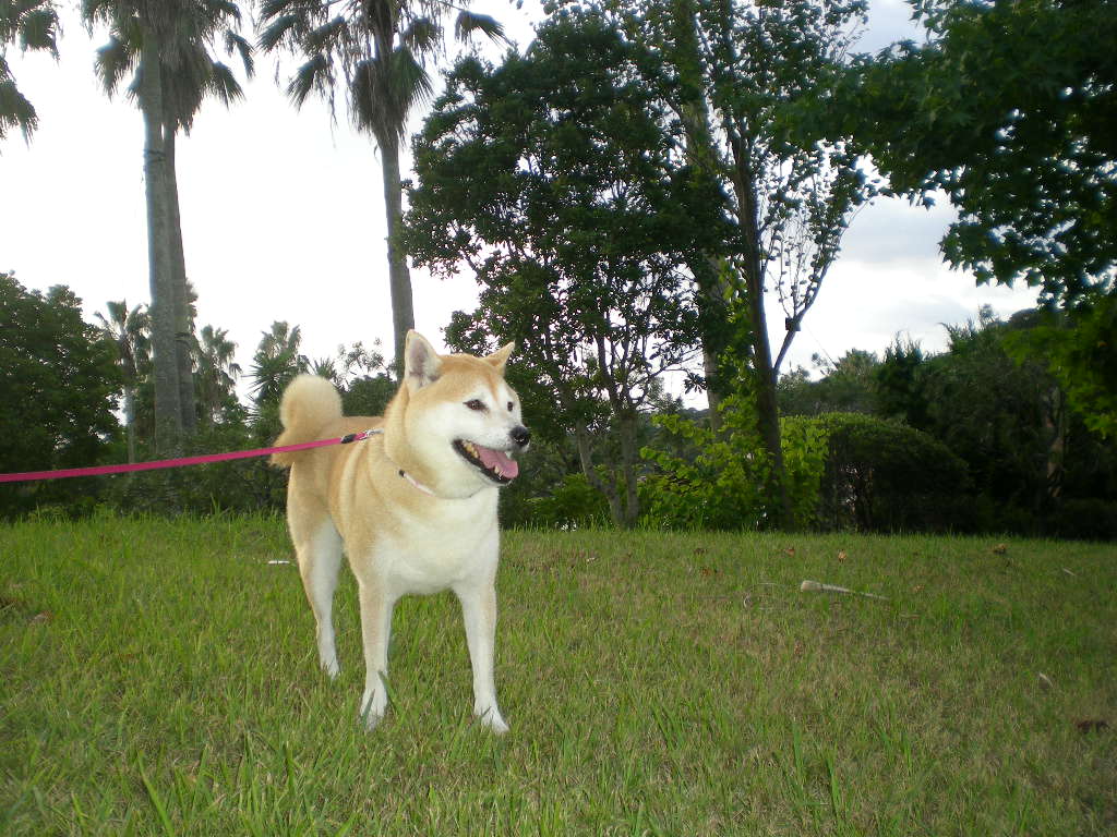 ’15,8,5(水)今日で6日連続猛暑日!_f0060461_17273920.jpg