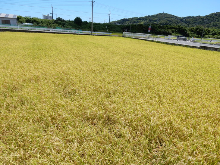 ’15,8,5(水)今日で6日連続猛暑日!_f0060461_1793716.jpg