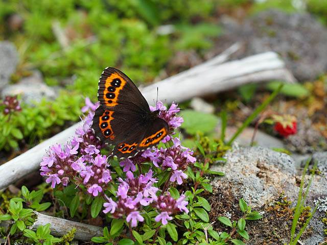 クモマベニヒカゲ再び （7月下旬 長野県） : 風任せ自由人