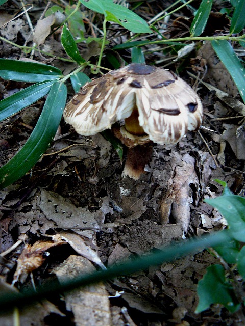d0019074_8181938.jpg