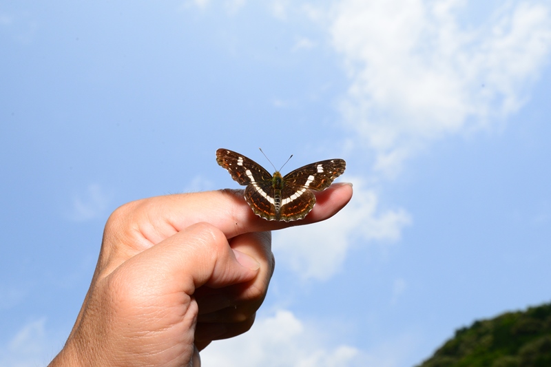 夏型サカハチチョウ　Byヒナ_c0343075_2218671.jpg