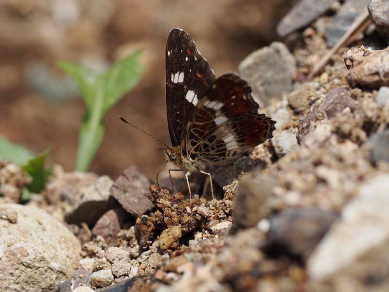 夏型サカハチチョウ　Byヒナ_c0343075_2230532.jpg