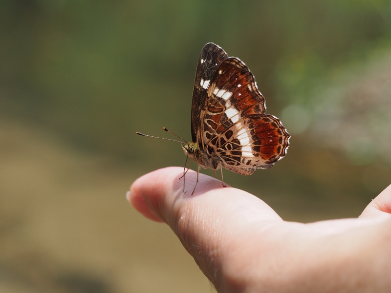 夏型サカハチチョウ　Byヒナ_c0343075_2282621.jpg