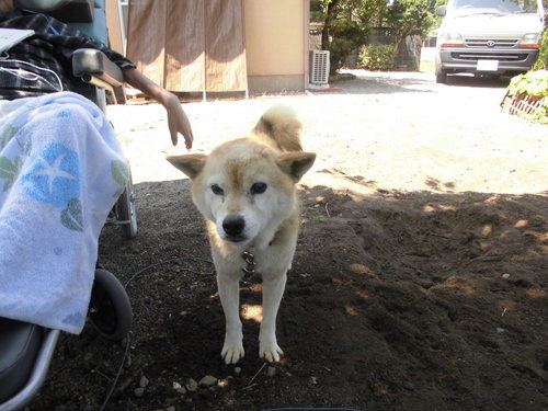 ふくのすけ（柴犬）に会いに行ってきました～♪_e0115075_16392424.jpg