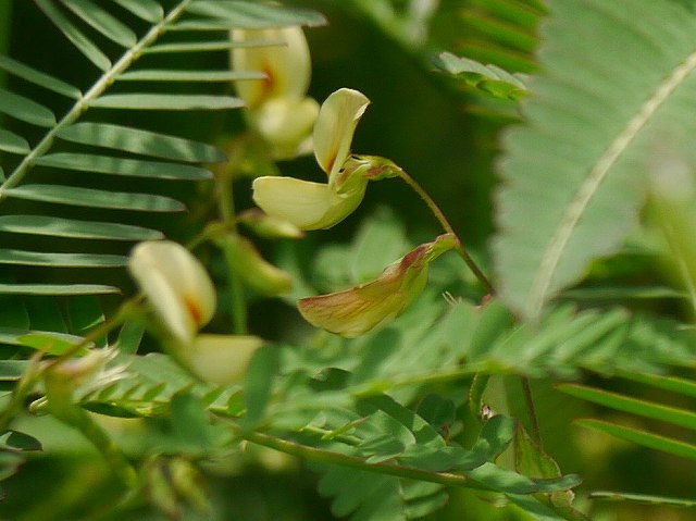 初見クサネムの葉に産卵していたキタキチョウ_d0088184_21024098.jpg