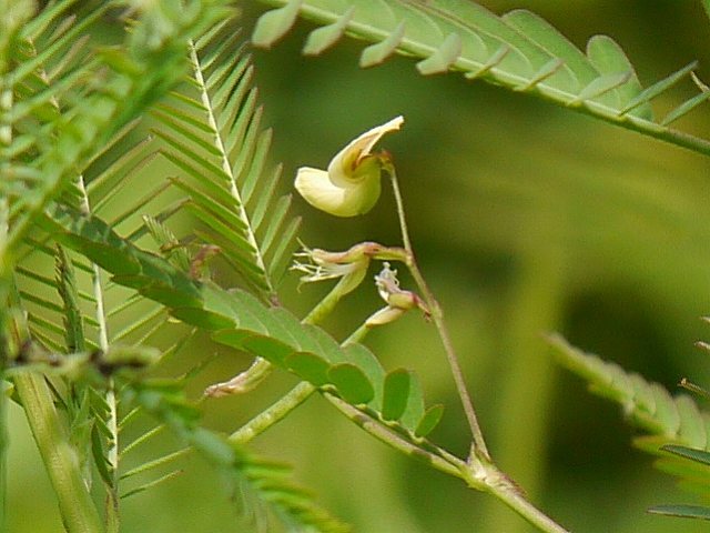 初見クサネムの葉に産卵していたキタキチョウ_d0088184_21032987.jpg