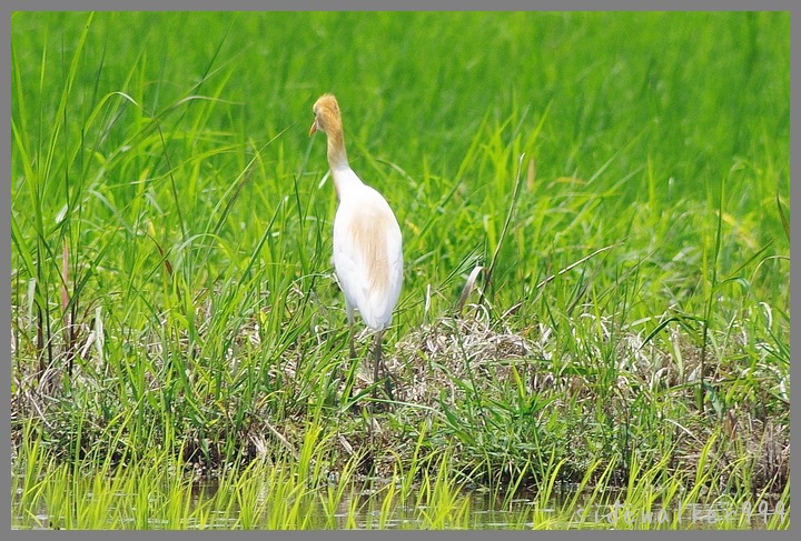 田圃の貴婦人_c0129300_8271390.jpg