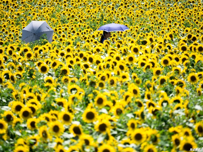 夏の花　明野のひまわり_f0224100_14575740.jpg