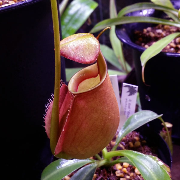 ネペンテス、Nepenthes、ウツボカズラ!!_c0165803_025332.jpg