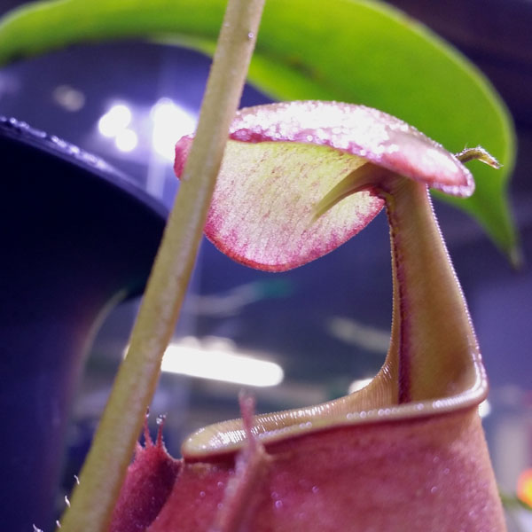 ネペンテス、Nepenthes、ウツボカズラ!!_c0165803_0364848.jpg