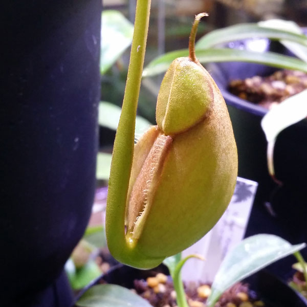 ネペンテス、Nepenthes、ウツボカズラ!!_c0165803_0444721.jpg