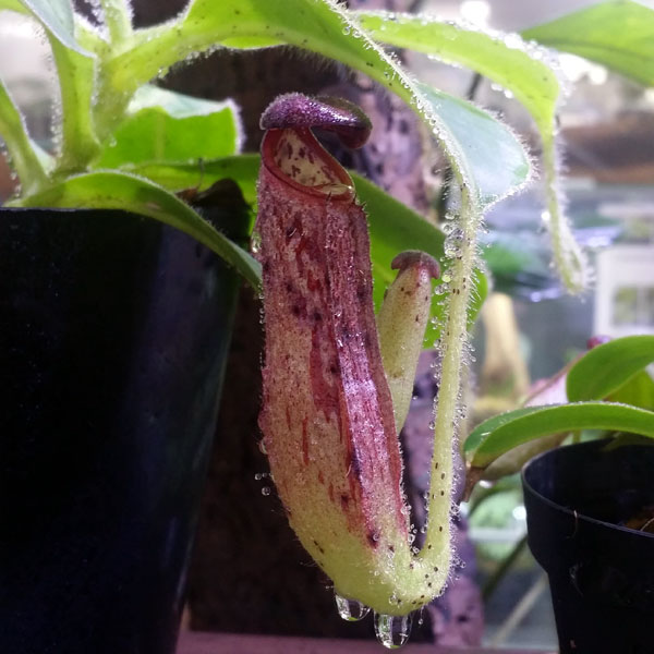 ネペンテス、Nepenthes、ウツボカズラ!!_c0165803_0585262.jpg