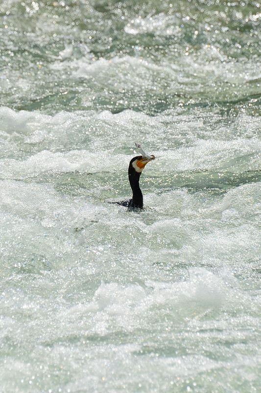 鴨川のサギ 3_f0032011_19454874.jpg
