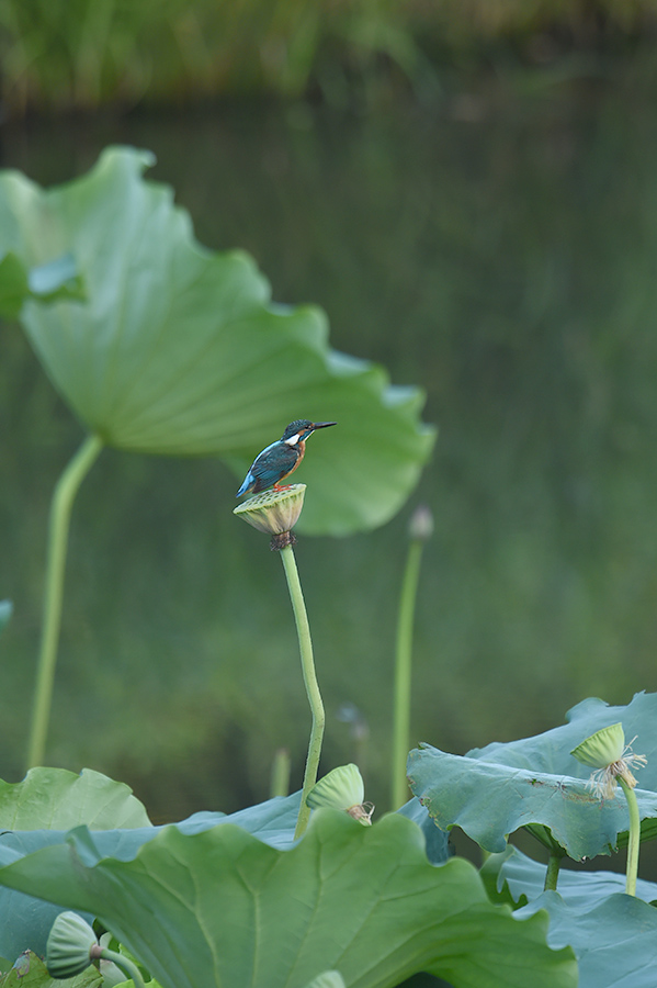 150806 蓮カワ・雄と幼鳥_c0278820_18153134.jpg