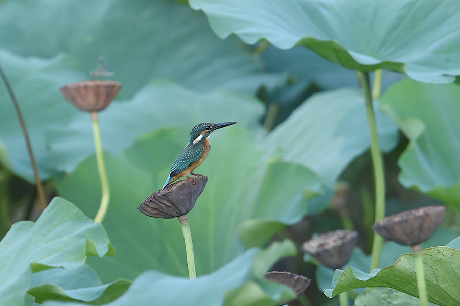 150806 蓮カワ・雄と幼鳥_c0278820_1844730.jpg