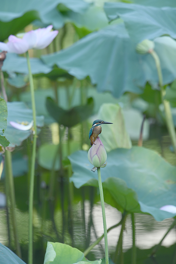 150806 蓮カワ・雄と幼鳥_c0278820_19132750.jpg