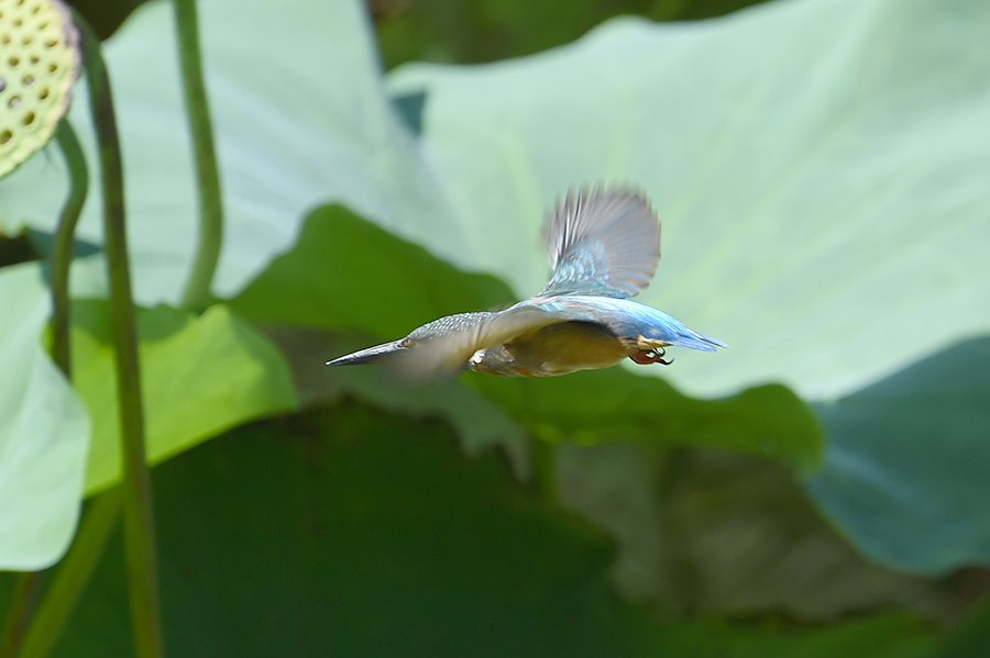 150806 蓮カワ・雄と幼鳥_c0278820_19224665.jpg