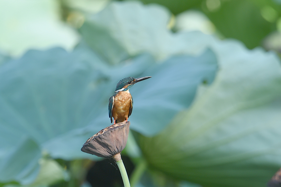 150806 蓮カワ・雄と幼鳥_c0278820_1955370.jpg