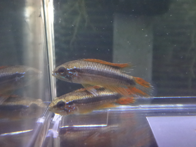 150806　熱帯魚・金魚・淡水魚・水草_f0189122_13189.jpg