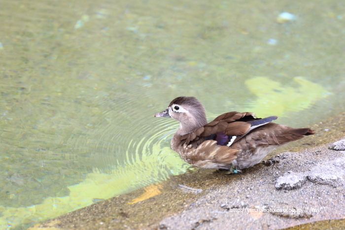 animals -9-_e0347431_22552864.jpg