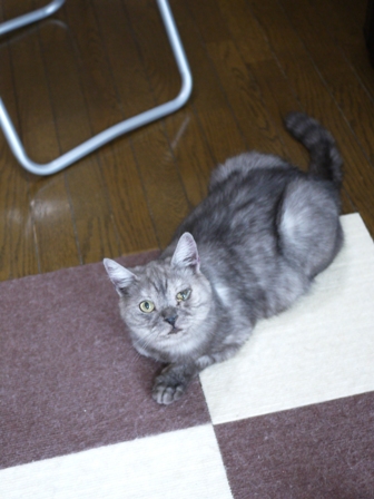 猫のお留守番 小鉄くん編。_a0143140_21563157.jpg