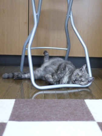 猫のお留守番 小鉄くん編。_a0143140_21571379.jpg