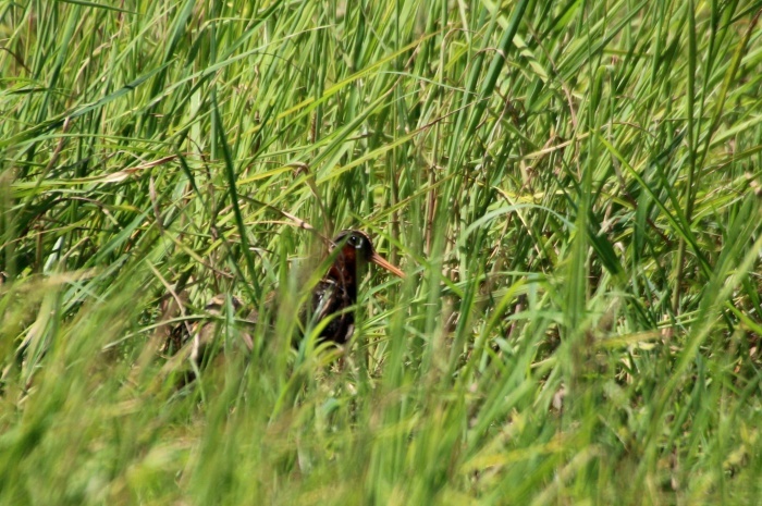 2015.8.6 到着のご報告・田んぼ巡回・タマシギ他（Report of the arrival）_c0269342_14281358.jpg