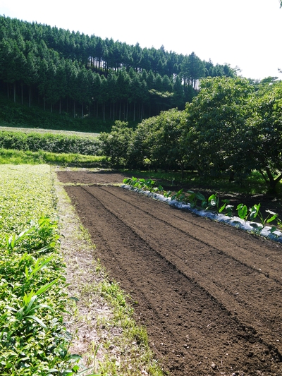 無農薬・無化学肥料で育てる「菊池水源産エゴマ」の定植_a0254656_18483289.jpg