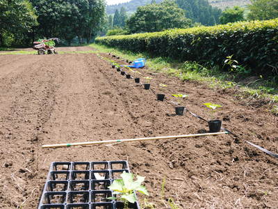 無農薬・無化学肥料で育てる「菊池水源産エゴマ」の定植_a0254656_19274852.jpg